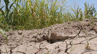 Recomiendan declarar la emergencia agropecuaria para 13 distritos bonaerenses