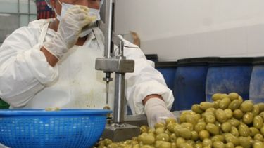 Surgen problemas en el sector de las aceitunas