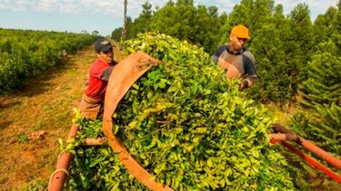 Nuevo precio para la materia prima de yerba mate
