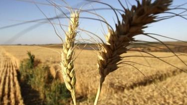 Brasil autorizó la compra de trigo por fuera del Mercosur