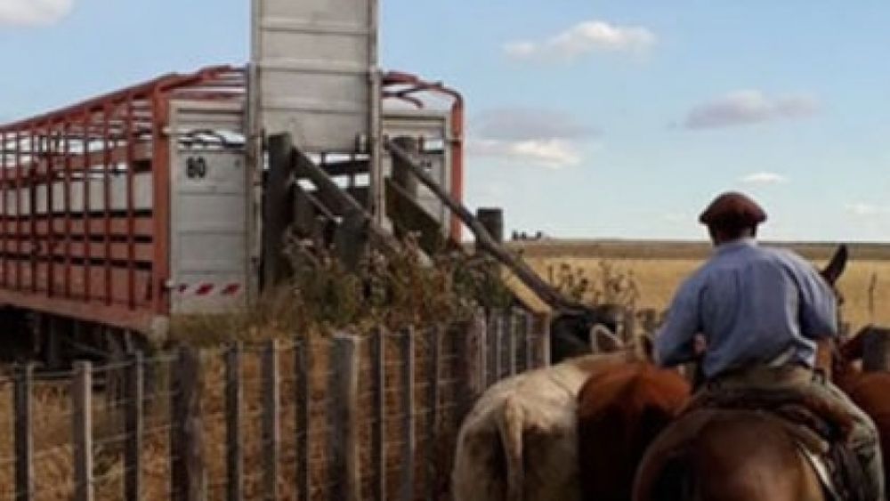 Advierten sobre los parámetros que se aplican a la liquidación de vientres