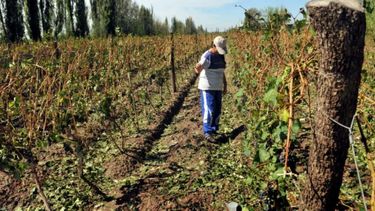 Declaran la emergencia agropecuaria en Mendoza por la sequía
