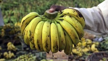 Una enfermedad podría afectar a la producción de bananas en Latinoamérica