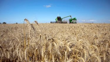 La producción de trigo superó las 5 millones de toneladas