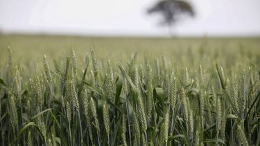FAO pretende incrementar los indicadores y las fuentes de información para desarrollar intervenciones proactivas y oportunas que puedan aumentar la resiliencia y reducir los riesgos.&nbsp;