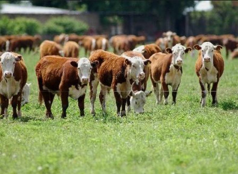 El Gobierno propone elevar la ganadería nacional a los niveles de la agricultura