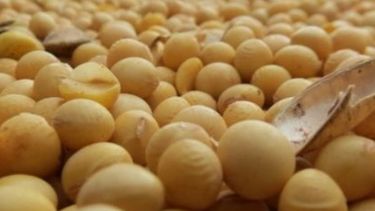 Productores piden tener en cuenta todas las opiniones para votar la ley de Semillas