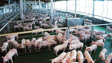 Se mantiene la asignación de una subvención basada en la relación entre el consumo de soja para alimentación y el volumen de producción.