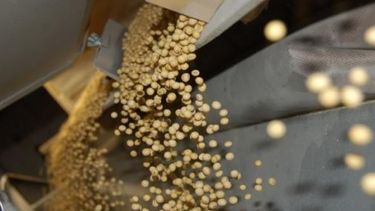 El Gobierno le pone un freno Monsanto