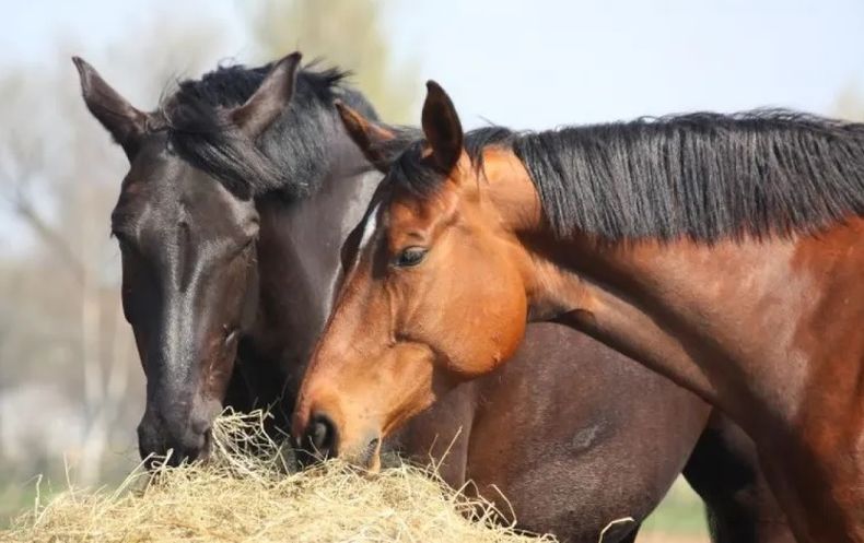 Para la exportación de caballos, el Senasa certificará su venta sólo ante el cumplimiento de las exigencias del país importador.