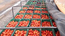 En el Cinturón Frutihortícola Platense se producen más de 72 tipos de frutas y hortalizas.