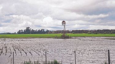 Recientes lluvias sirvieron para mejorar la situación agrícola en once provincias