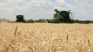 Reducen la proyección respecto a la cosecha de trigo