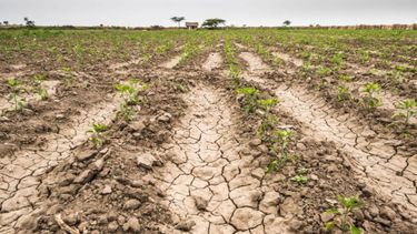 Subrayan que la sequía impactó doblemente en los cultivos