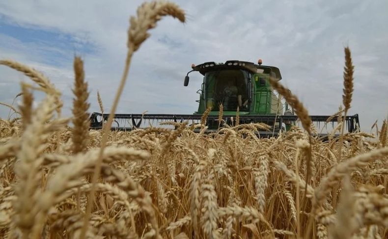 La cosecha de trigo tiene rindes inferiores al promedio histórico en el Norte