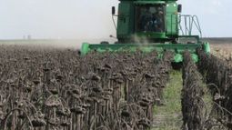 Esperan un nivel récord de divisas para la cadena girasolera