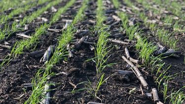 Comenzó la siembra de trigo en Entre Ríos