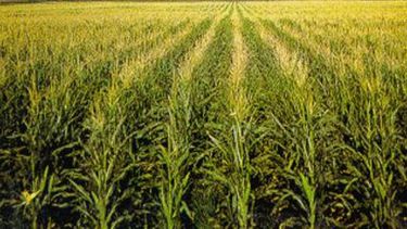 USDA anticipó una menor siembra de maíz y soja en EE.UU. para el 2013/14