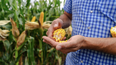 Cómo acortar la permanencia del cultivo en el lote y resguardar la inversión agrícola.