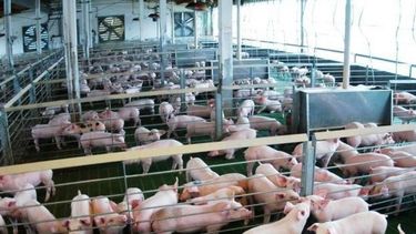 Invertirán 700 millones de pesos en producción porcina