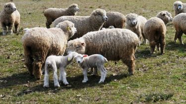 Es ley el proyecto de promoción de la ganadería ovina