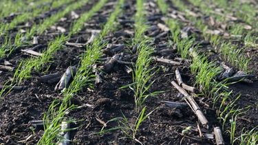 Comenzó la siembra de trigo con 400.000 hectáreas