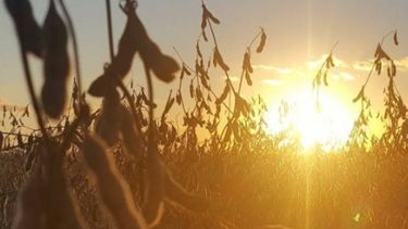 Publican el precio promedio para el pago a productores de soja del Plan Belgrano