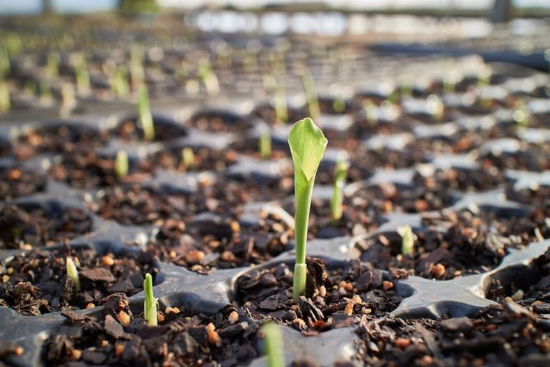 Se busca fomentar el desarrollo de una producción de alimentos ambientalmente sustentable.
