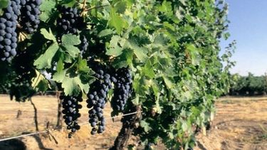 Aumenta la presión para que no se apliquen impuestos al vino