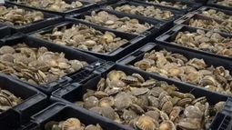 Fijaron máximos de captura para la vieira patagónica