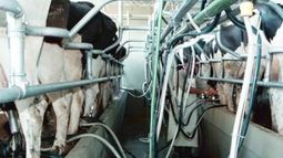 La lechería tuvo otro mal año y no se avizora un recuperación