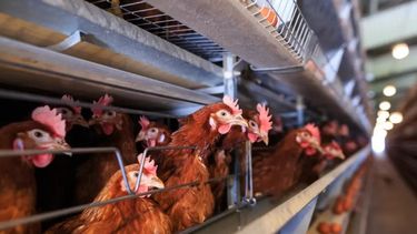 Senasa cerró el martes el último de los casos de gripe aviar.