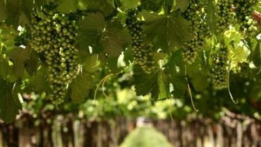 Senasa analizará nuevamente penalidades a productores vitivinícolas de Mendoza