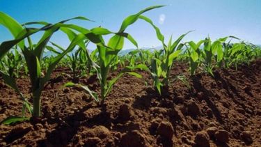 La siembra de maíz terminó con una expectativa de 46 millones de toneladas