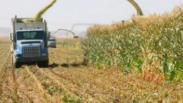 Proyectan una siembra de maíz equivalente a un millón de hectáreas