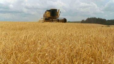 Ruralistas ya hablan de los problemas que tiene el trigo