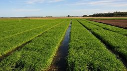 La siembra de arroz será la más baja de los últimos años en Entre Ríos