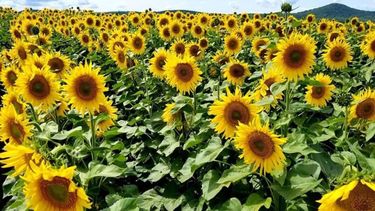 El girasol llegó a 1,25 millones de toneladas en la zona núcleo