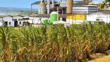 Productores cañeros recibirán un extra de 1440 millones de pesos en la próxima zafra