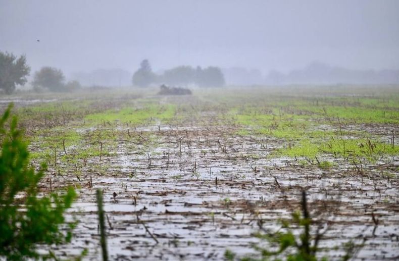 Se prevé que El Niño continúe durante el verano del hemisferio sur y hasta abril/junio (del 2024) con una probabilidad del 62%.