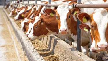 La faena de ganado bovino subió más de 22% en marzo