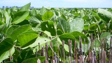 La apuesta de Argentina y Paraguay para desarrollar el negocio de la soja libre de forestación.