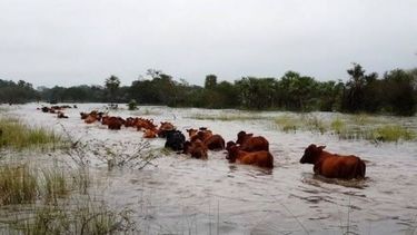 Declaran la emergencia agropecuaria en Corrientes