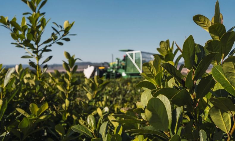 Un producto característico del campo argentino.