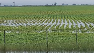 Efecto lluvias: daño en la Región Núcleo llegaría hasta 500 mil toneladas de soja