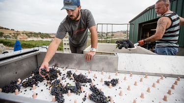 Las consecuencias del cambio climático en la producción de vino.
