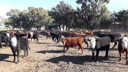 El ternero apalanca la actividad ganadera