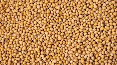 La soja cotizó por encima de los US$ 506 en Chicago