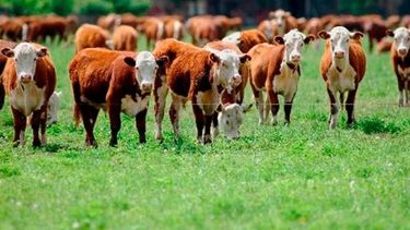 El stock vacuno cayó en casi un millón de cabezas durante 2020