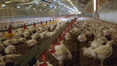 Destinan $2.200 millones en asistencia financiera a productores de pollos